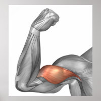 Illustration Of A Flexed Arm Showing Bicep