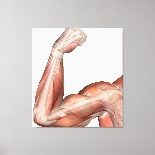 Illustration Of A Flexed Arm Showing Human Bicep Canvas Print (Front)