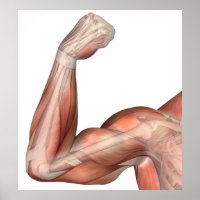 Illustration Of A Flexed Arm Showing Human Bicep