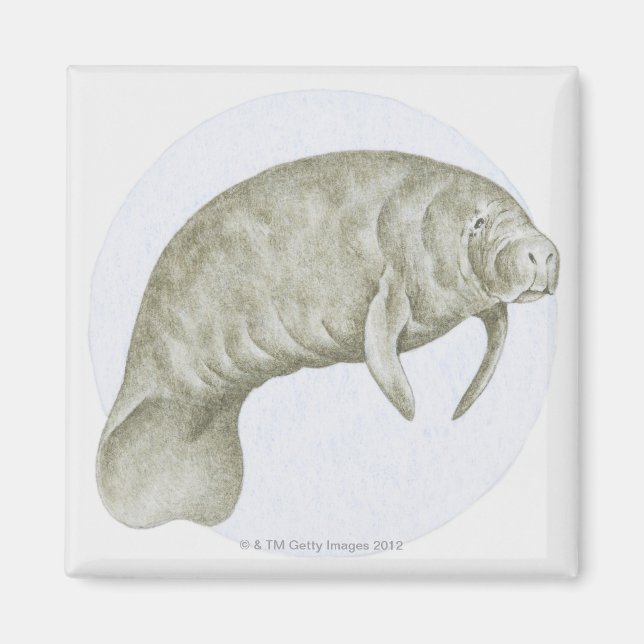 Illustration of a Manatee (Trichechus sp.) Magnet (Front)