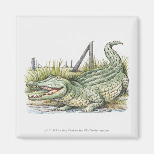 Illustration of alligator on the shore magnet