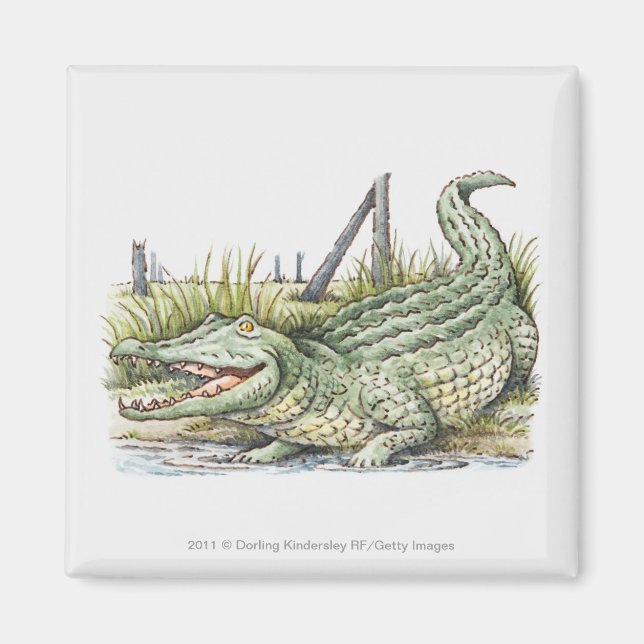 Illustration of alligator on the shore magnet (Front)