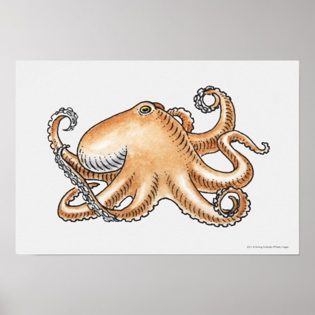 Illustration of an octopus poster (Front)