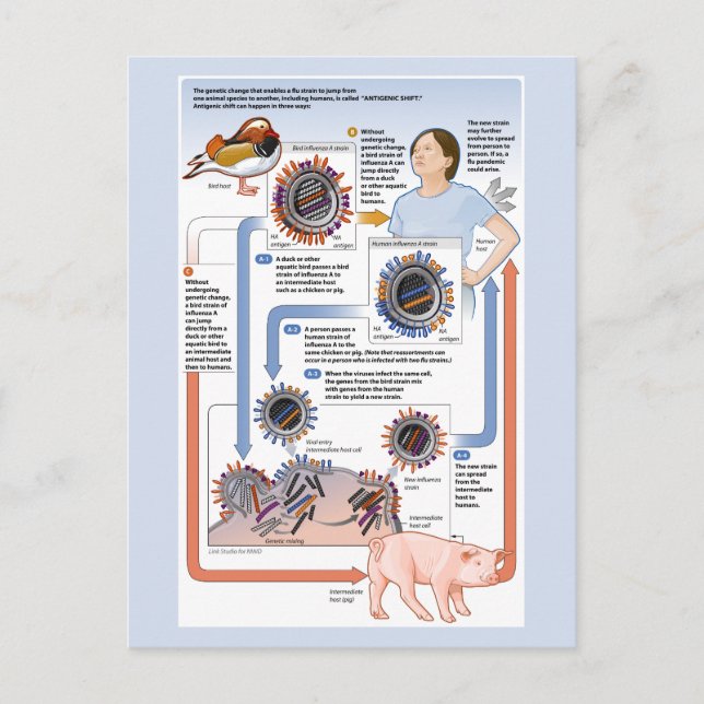 Illustration of antigenic shift (influenza) postcard (Front)