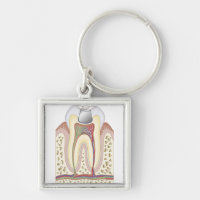 Illustration of Dental Filling