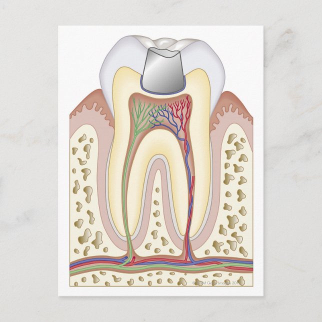 Illustration of Dental Filling Postcard (Front)