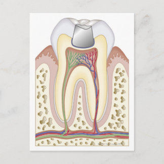 Illustration of Dental Filling Postcard