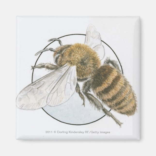 Illustration of European Honey Bee Magnet (Front)