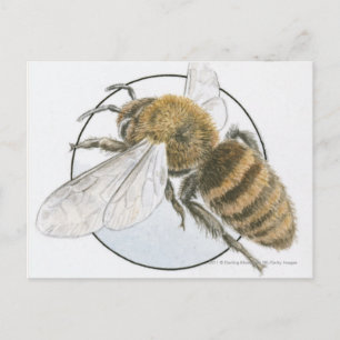 Illustration of European Honey Bee Postcard