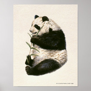 Illustration of Giant panda feeding on bamboo Poster