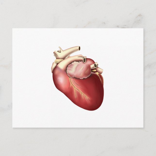 Illustration Of Human Heart Postcard (Front)