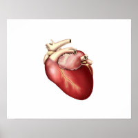 Illustration Of Human Heart
