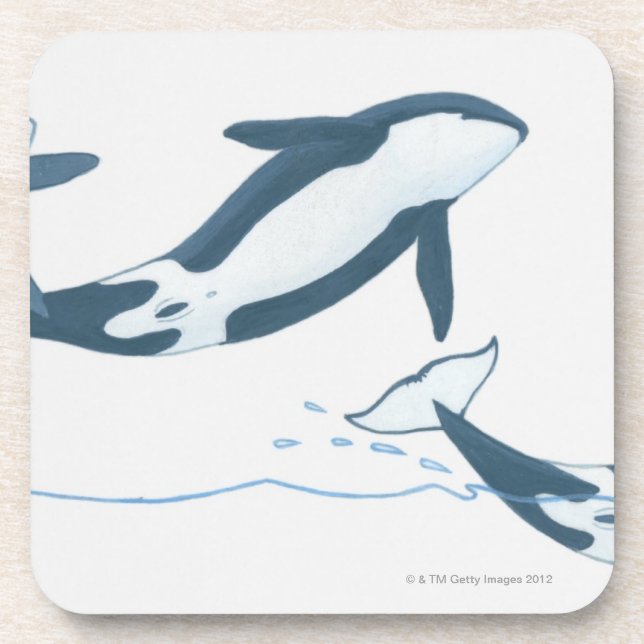 Illustration of Killer Whales (Orcinus orca) Coaster (Front)
