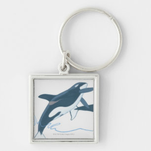 Illustration of Killer Whales (Orcinus orca) Key Ring