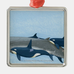 Illustration of Killer Whales working in a group Metal Tree Decoration