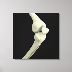 Illustration Of Knee Bone, Bending Canvas Print