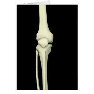 Illustration Of Knee Bone, Straight