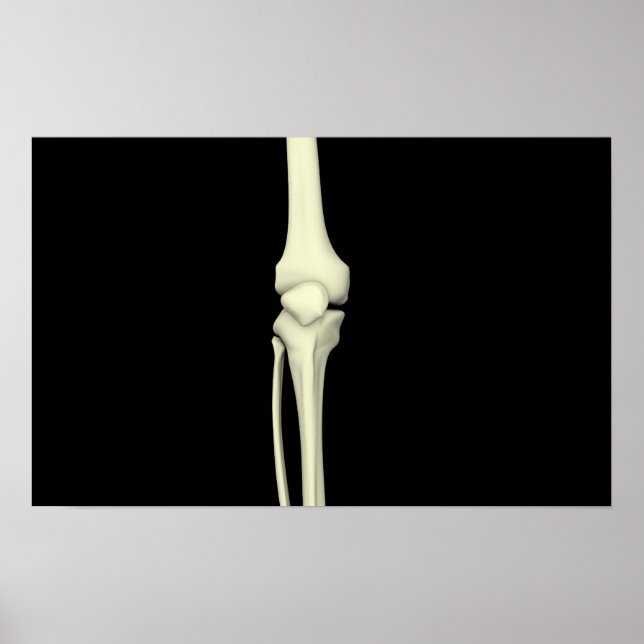 Illustration Of Knee Bone, Straight Poster (Front)