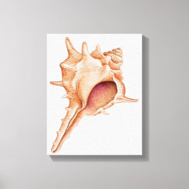 Illustration of Murex shell Canvas Print (Front)