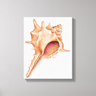 Illustration of Murex shell Canvas Print