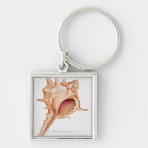 Illustration of Murex shell Key Ring