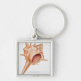 Illustration of Murex shell Key Ring