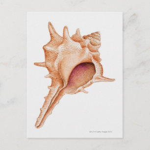 Illustration of Murex shell Postcard