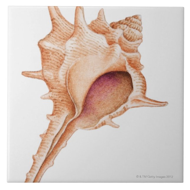 Illustration of Murex shell Tile (Front)
