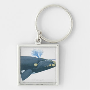 Illustration of North Pacific Right Whale Key Ring
