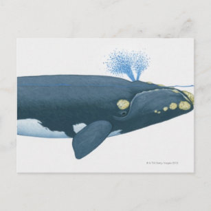 Illustration of North Pacific Right Whale Postcard
