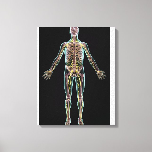 Illustration of the nervous system canvas print (Front)