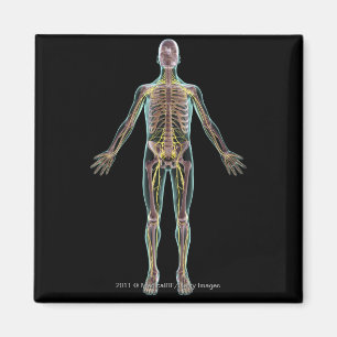 Illustration of the nervous system magnet