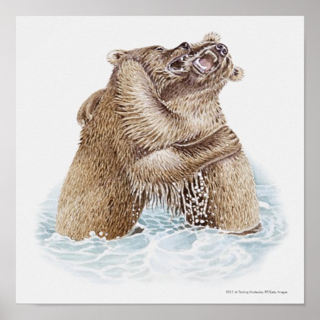 Illustration of two Brown Bears fighting in water Poster (Front)