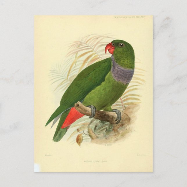 illustration oiseau postcard (Front)
