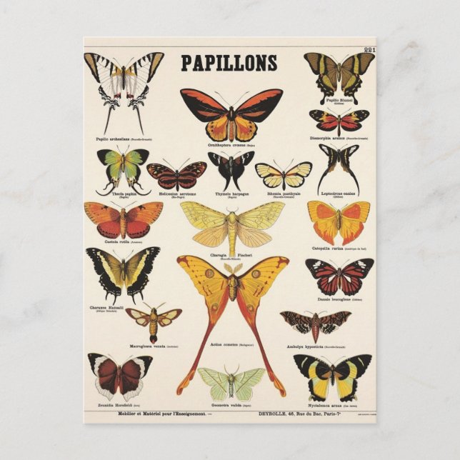 Illustration papillons postcard (Front)