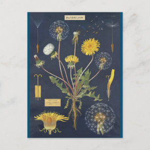 Illustration pissenlit postcard