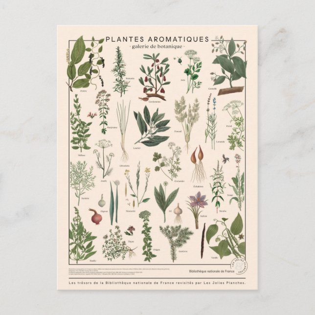 Illustration plantes aromatiques postcard (Front)