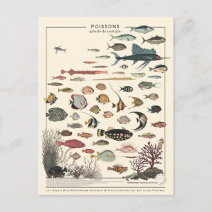 Illustration poissons exotiques postcard