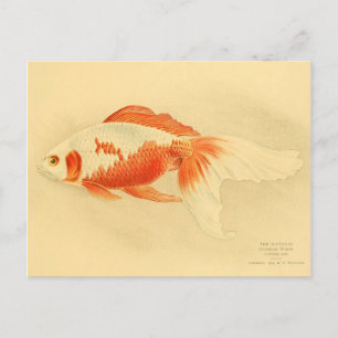 Illustration watonai goldfish Koï Postcard