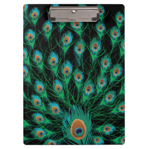 Illustration With Peacock Feathers on Black Clipboard