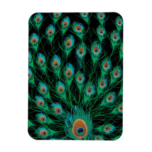 Illustration With Peacock Feathers on Black Magnet