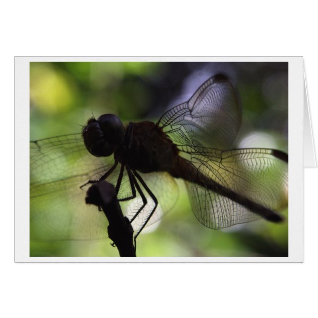 i'm a butterfly (Front Horizontal)