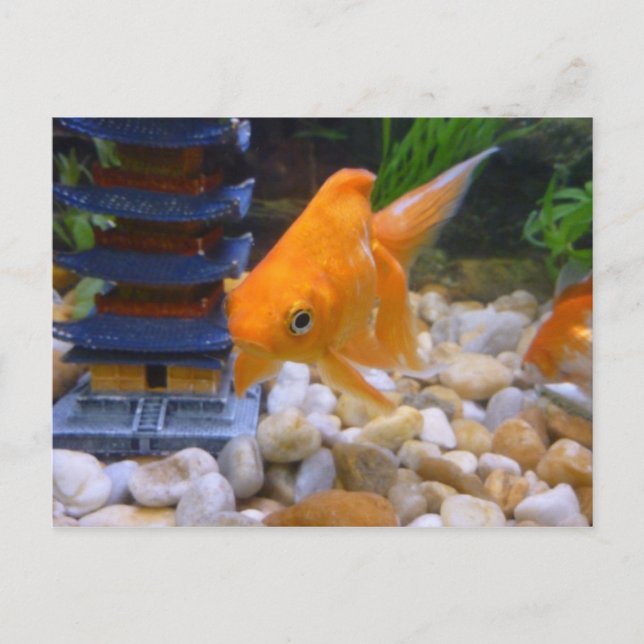 I'm A Coy Koi Postcard (Front)