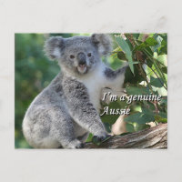 I'm a genuine Aussie: cute cuddly Australian koala