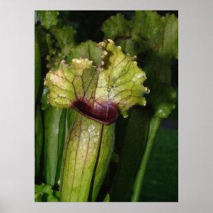 I'm carnivorous! poster