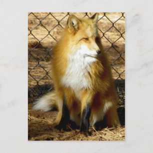 "I'm coming Elizabeth!" ...no, not that Redd Foxx Postcard