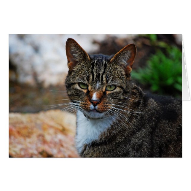 I'm Not Amused.... (Front Horizontal)