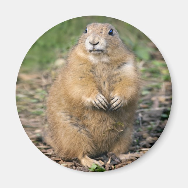 I'm not Fat, I'm Cuddly Magnet (Front)