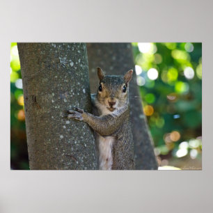"I'm Nuts" Young Female Squirrel on Tree Poster