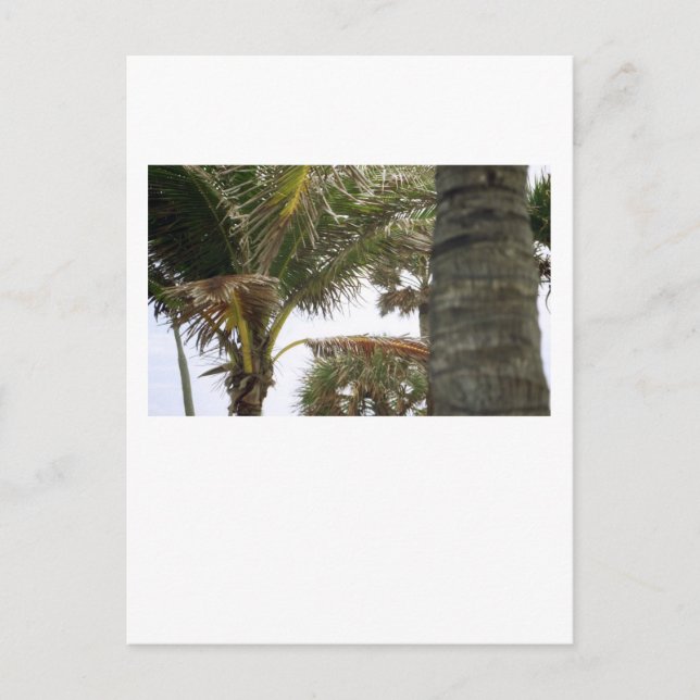 I'm on Island Time! Postcard (Front)